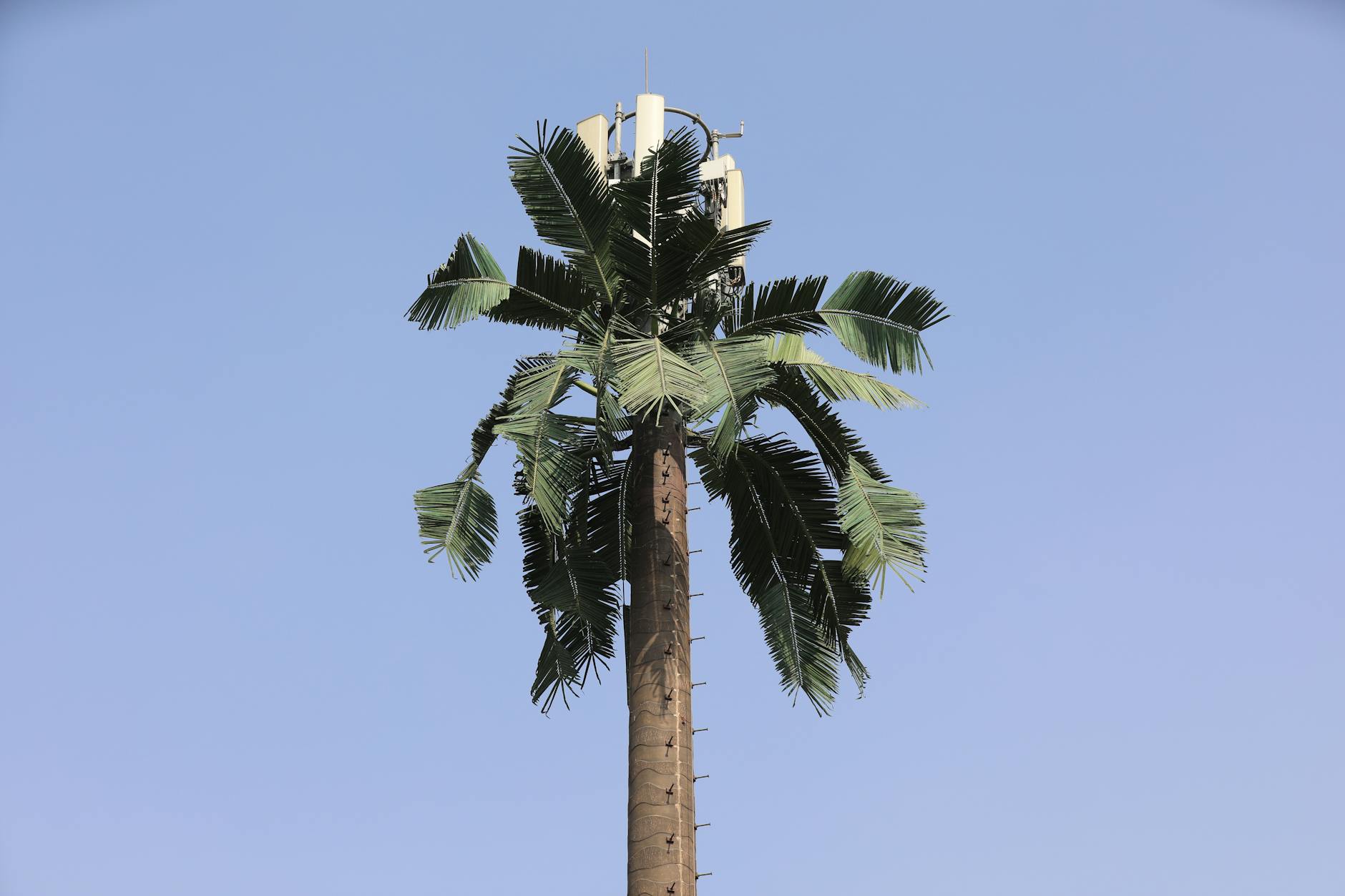 Maszt 5G ukryty w sztucznej palmie na tle błękitnego nieba